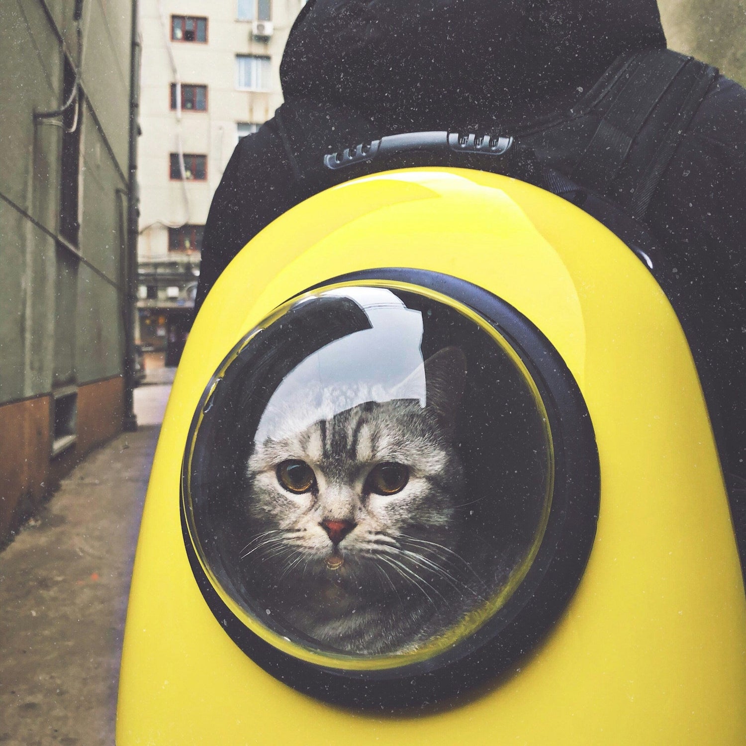 Cat Supplies