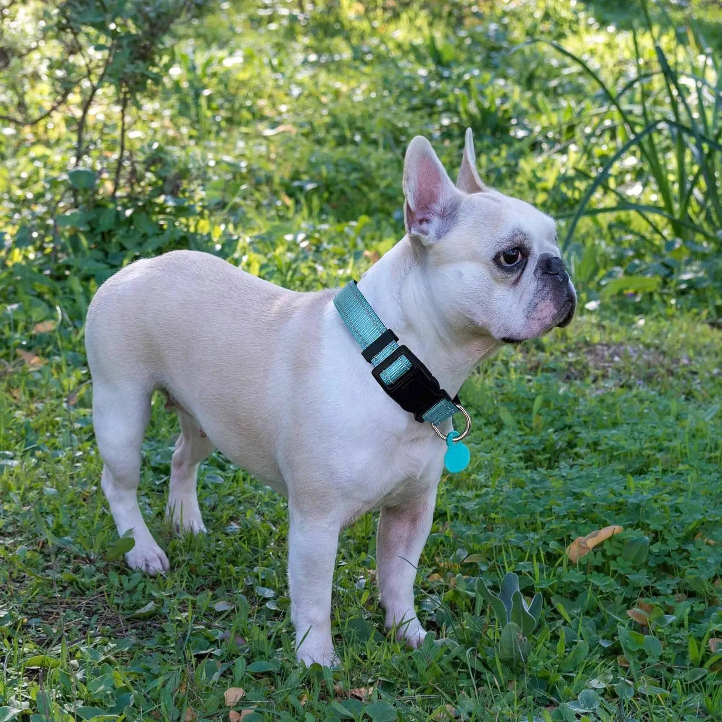 Reflective Adjustable Dog Collar With Soft Padded Neoprene