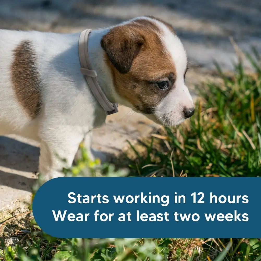 Effective Flea Tick Collar for Small Dogs Lasts 8 Months